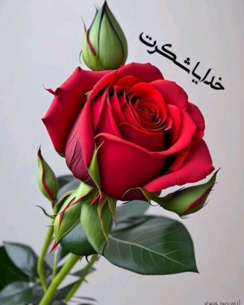 سپاسگزارم پشت و پناهم ❤