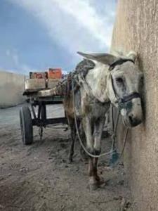ازظلم آدما ناراحت نباش،توی غزه شاهکارکردی،بیشترازحکام عرب🐎