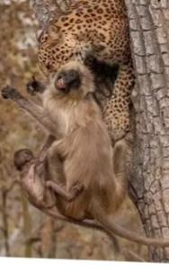 امان ازدنیای وحوش🐒🐯