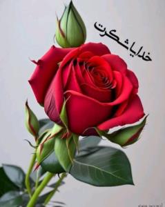 سپاسگزارم پشت و پناهم ❤