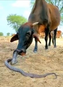 عجب گاوی هستی؟ 