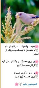 سلام دوستان گلم روزتون بخیر وپراز خیروبرکت وخوشبختی ✋️🍂🍁💚