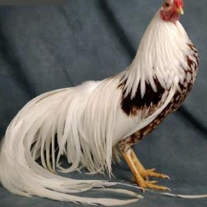 خروس خودمه از بچگی بزرگش کردم🥹🥹