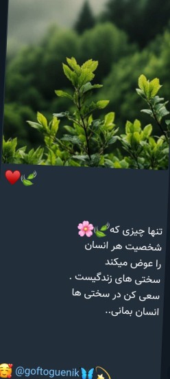 🌷🌷🌷🌷