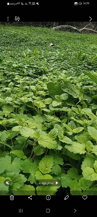 طبیعت زیبا سر سبز وو زیبا💐🎉💐🎉
