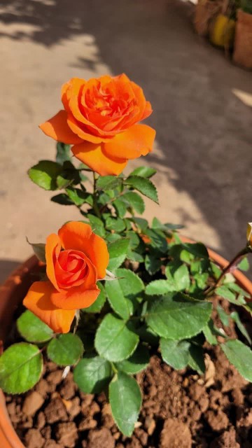 مهربانی 