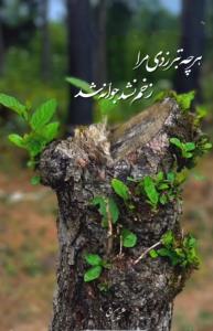 شبتون خوش 🌺