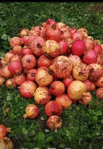 انار واقعی و ارگانیک  بهشهر تقدیم به دوستان خودم😊🎉🌷