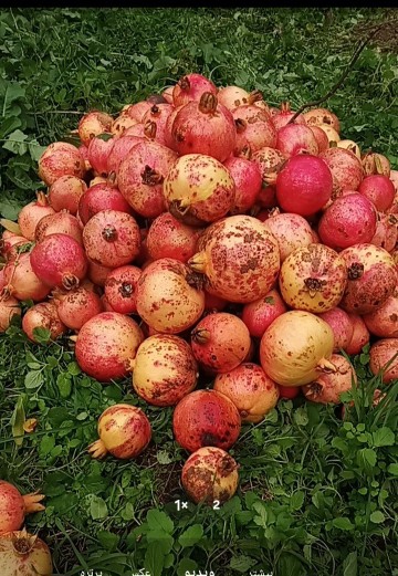 انار واقعی و ارگانیک  بهشهر تقدیم به دوستان خودم😊🎉🌷