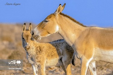 کدامی ترامپ؟کدامی نتانیاهو ؟