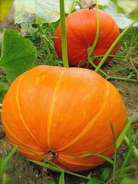 دوکدوی نارنجی،مثل دو شعرکوتاه،که فقط دل‌های شاعر می‌فهمندشان