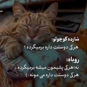شازده کوچولو 