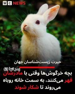 چه جالب و عجیب 