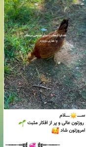 سلاااام صبح وظهرتون بخیر