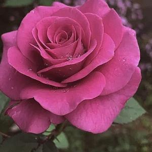 🌺🌺🌺