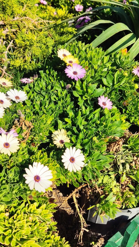 زیبائی