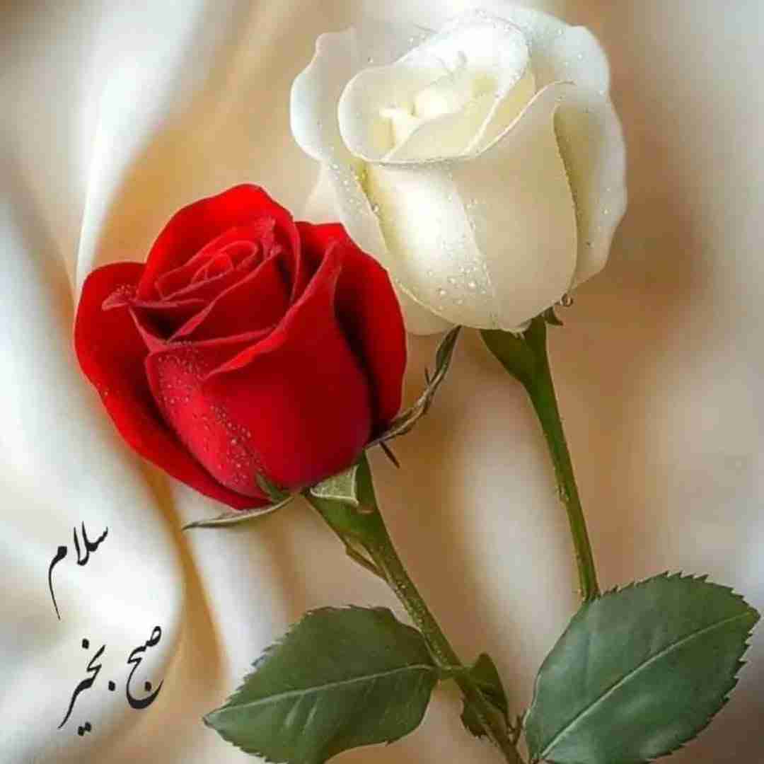 #سلام_صبح_زیباتون_بخیر ☕ 🌸 😊   

اولین روز آبان ماهتون بخیر و خوشی☀️

به آبان ماه خوش آمدید 🌸 🍃 

امیدوارم🙏

دلخوشی وشادی 

مهمون خونه هاتون 

سلامتی وآرامش🌸

دروجودتون🌸

خدا هرلحظه همراهتون

وآبان ماه تون مثل عسل شیرین😍