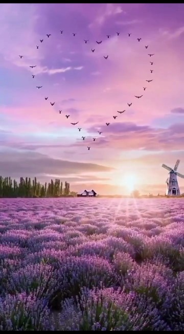 سلام به دوستانم اولین روز آبان ماه بشادی وزیبایی ⚘🦋⚘🦋⚘🦋