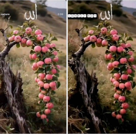 نیش عقرب نه ازره کین است اقتضاء طبیعتش اینست👌👌👌