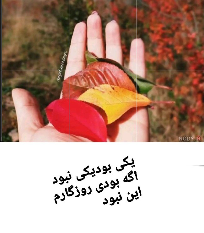 🍂🍁