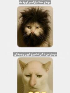 واقعا سوال برام چرا؟😂😂😂😂