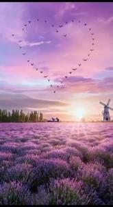 سلام به دوستانم اولین روز آبان ماه بشادی وزیبایی ⚘🦋⚘🦋⚘🦋