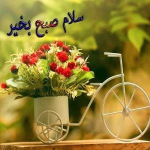 🌹🌹🌹