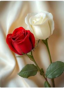 تقدیمتون گلای عکاسخونه🌹🌹🌹🌹