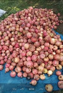 انار بهشهررر تقدیم شما 🌷🌷🌷