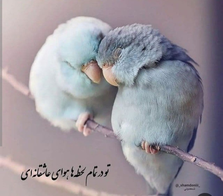 ۰۰۰۰۶