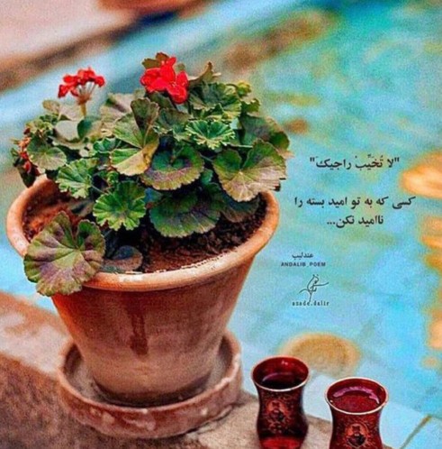 ،🌹🌹
