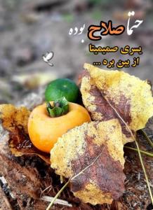 شبتون مهتابی... 🤞🕊🍁
