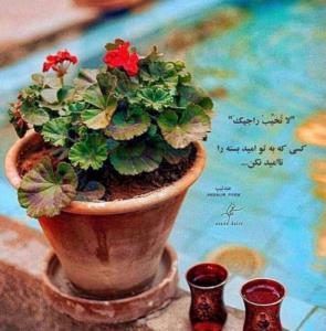 ،🌹🌹