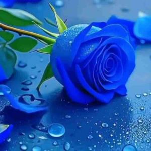 سلام علیک عرض ادب.  حوصله تون سر بره چه جوری خودتون رو سرگرم می کنید   