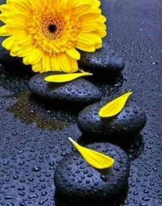 سلام روزتون بخیر🌻