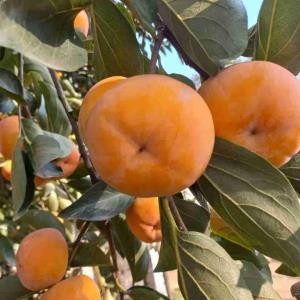 خرما حیاط پدری