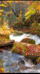 پاییز زیبا ⚘🦋⚘🦋🍁🍂