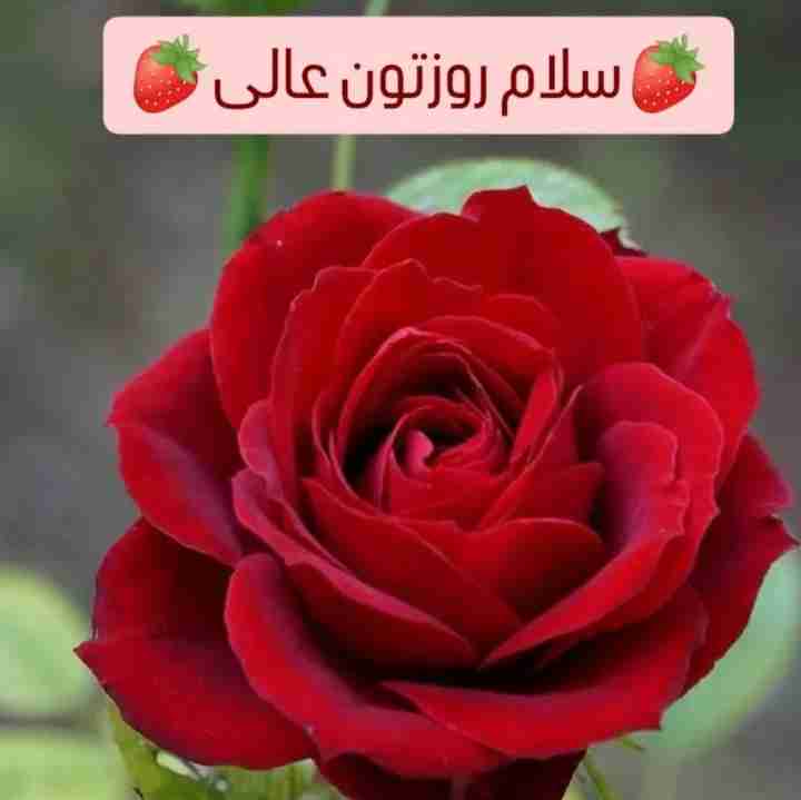 🌸 سلام صبح تون بخیر
💗 دوستان مهربان
✨  امروزتون سرشار
🌸 از شـادی و لبخنــد
💗 و گرمای عشق
✨ زینت بخش زندگیتون
🌸 آرزومندم دلتون
💗 پر شود از مهر و مهربانی
✨ پر شود از شادی و خوشی
🌸 و پر شود از حس خوشبختی ❤️
                سلام صبح بخیر
           🍃🌸🍃🌸🍃🌸🍃