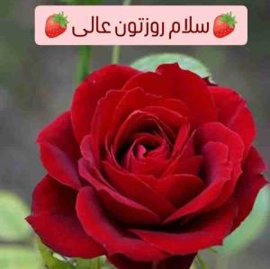 🌸 سلام صبح تون بخیر
💗 دوستان مهربان
✨  امروزتون سرشار
🌸 از شـادی و لبخنــد
💗 و گرمای عشق
✨ زینت بخش زندگیتون
🌸 آرزومندم دلتون
💗 پر شود از مهر و مهربانی
✨ پر شود از شادی و خوشی
🌸 و پر شود از حس خوشبختی ❤️
                سلام صبح بخیر
           🍃🌸🍃🌸🍃🌸🍃