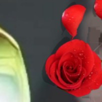   ‌🦋❉্᭄͜͡🎊💗🎊❉্᭄͜͡ 🦋