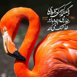 امام على علیه السلام: 

در شگفتم از کسى که آفریده هاى خدا را مى بیند و باز در خدا شک مى کند 

عَجِبتُ لِمَن شَکَّ فِی اللّهِ وهُوَ یَرى خَلقَ اللّهِ 

  نهج البلاغه، حکمت 126

