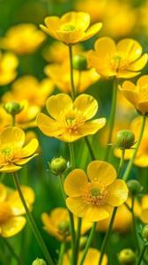 ♦️در یک خانه و خانواده چهار چیز باید باشد:

