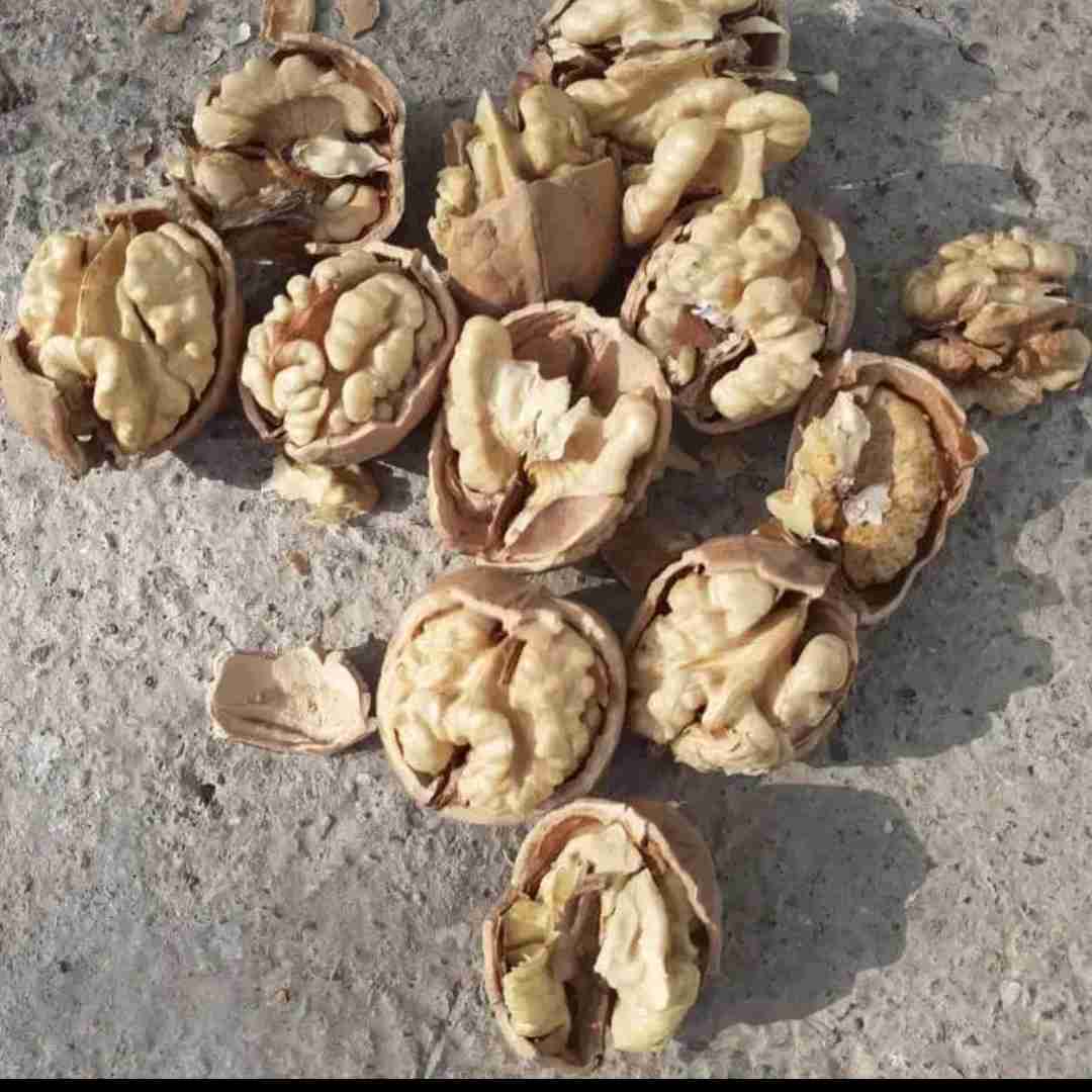  گردو باغ