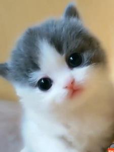 سلام صبحتون زیبا 🙋😊🌺🍰