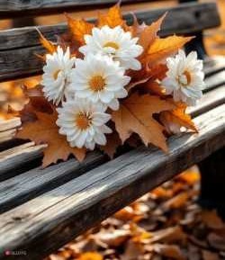 🌼🌼🌼