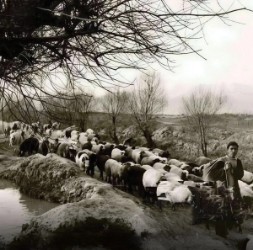 بلوارکشاوزرتهران.100 سال قبل