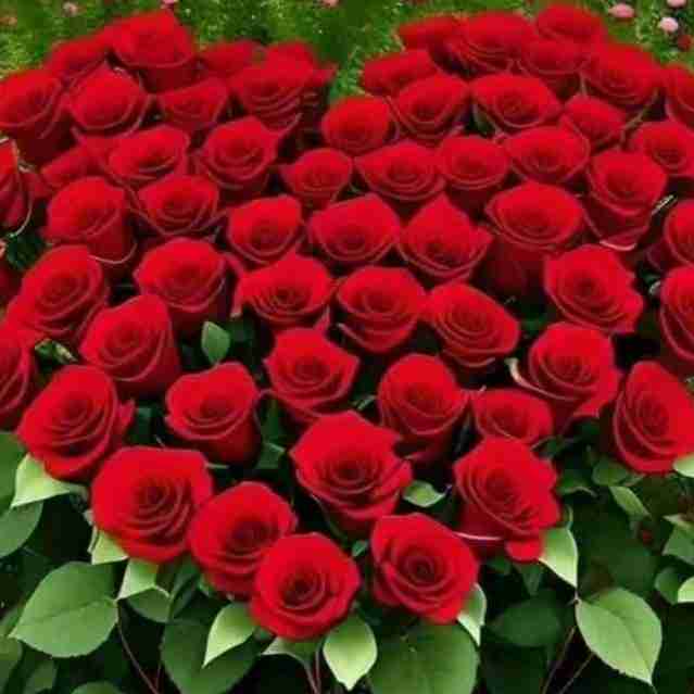 گل برای گل