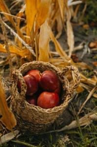 ˼تا خدا هست پریشان نشود خاطره من🦋˹