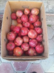 دوستان گل گلاب بفرمایید انار خوشمزه 😋😋