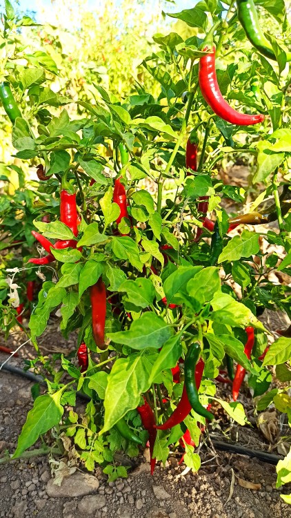 بفرمایید دهنتون تند کنید 😂😂✌️✌️